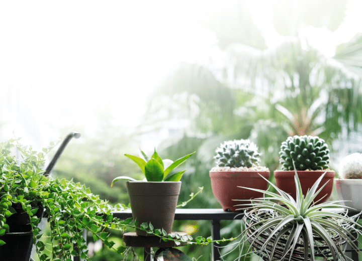 Home And Garden Show in Fort Worth