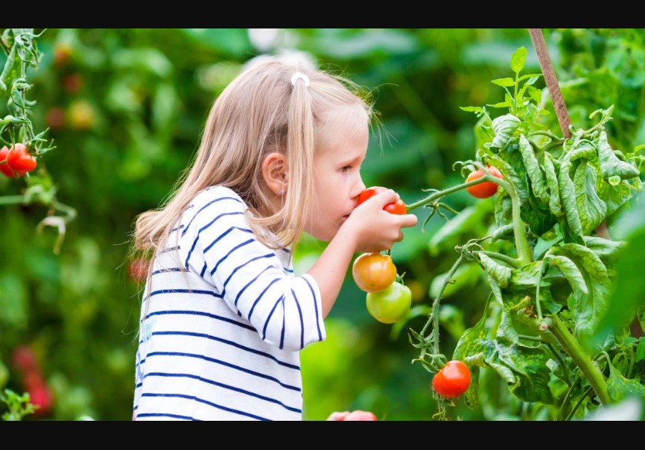 Vegetable Garden