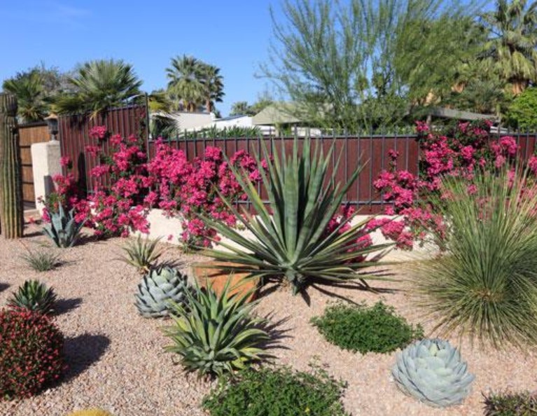 Xeriscaping