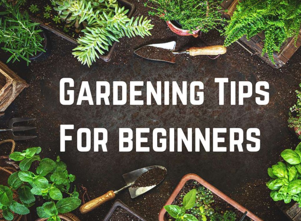 Beginner Gardening Tips