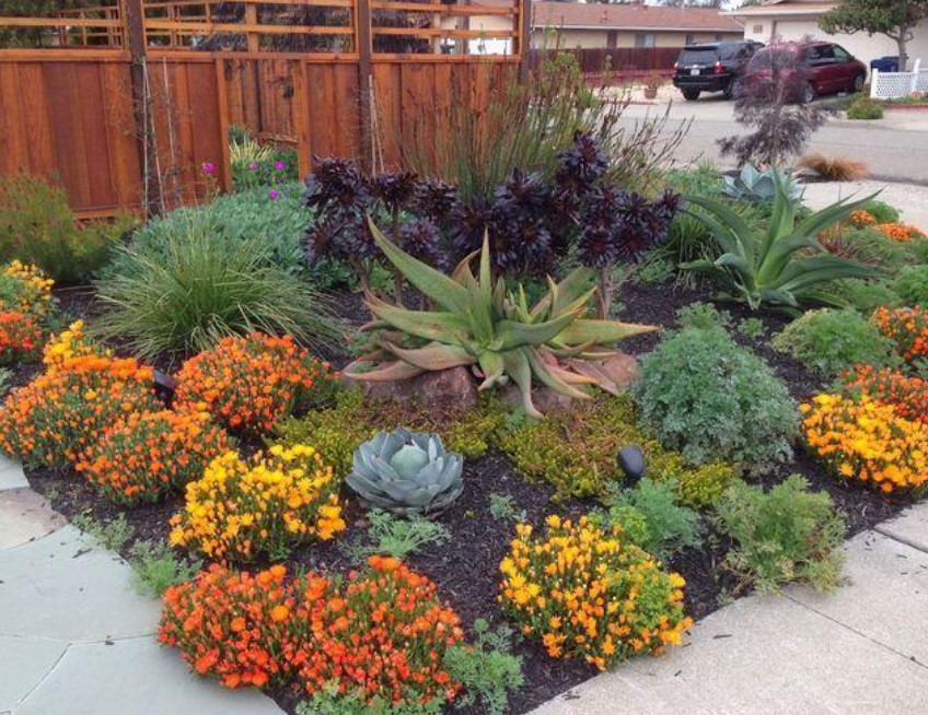 Drought-Resistant Plants