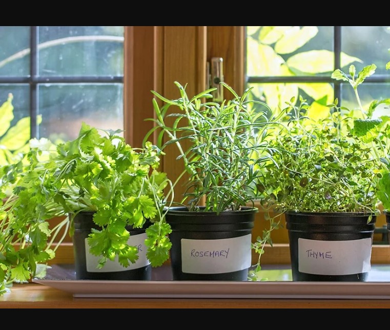 Indoor Herb Gardens