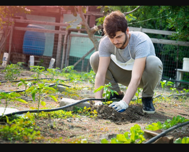 An In-Depth Guide to Organic Gardening Techniques