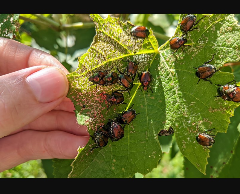 Pest Control for Vegetable Gardens